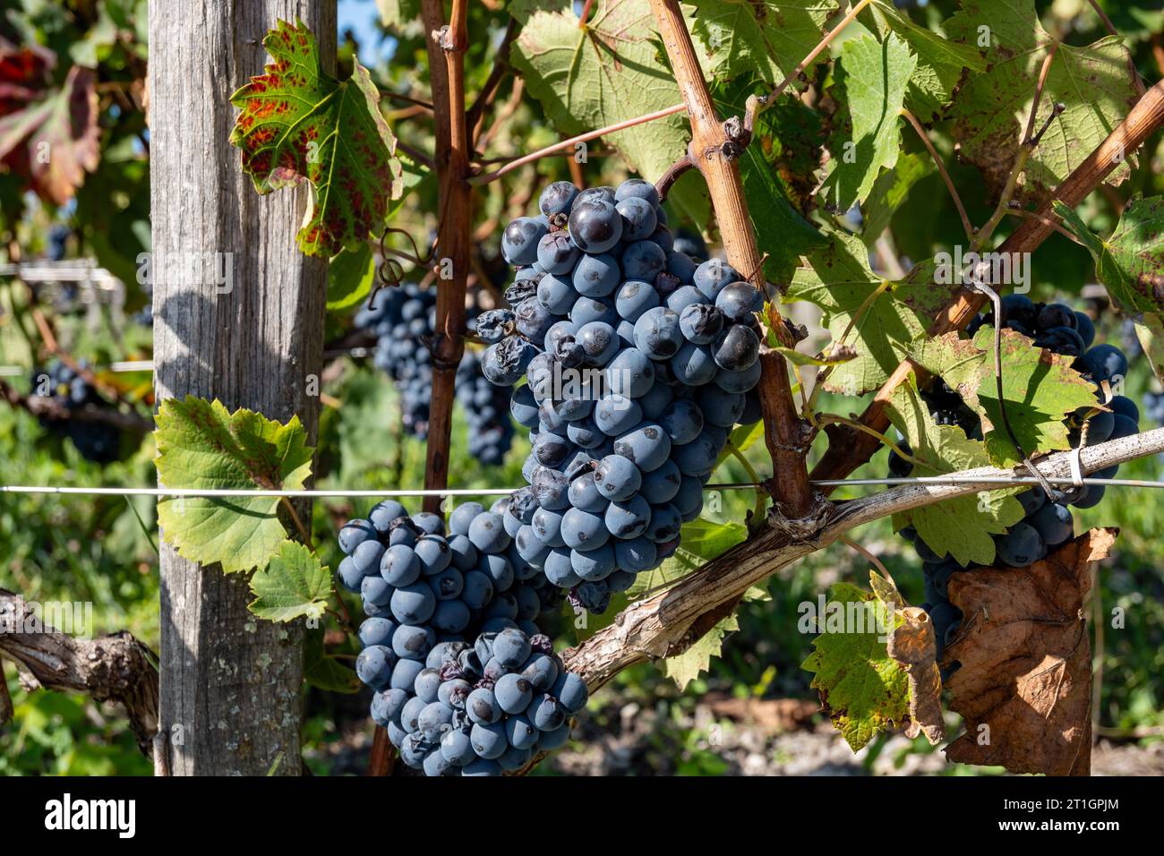 Weinberge im Dorf Pauillac mit Reihen von Reifen roten Cabernet Sauvignon Rebsorten der Haut-Medoc Weinberge in Bordeaux, linkes Ufer der Gironde Mündung Stockfoto