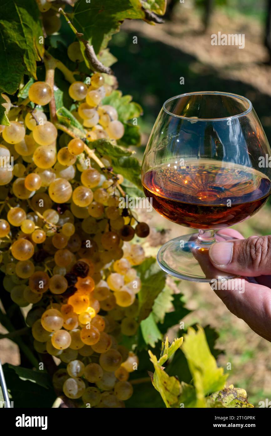 Verkostung von Cognac starken Alkoholgetränk in der Region Cognac, Grande Champagne, Charente mit reifer bereit zur Ernte ugni blanc Traube auf Hintergrund verwendet für Stockfoto