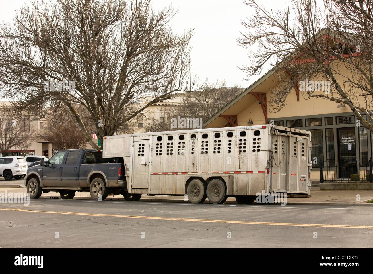 Los Banos, Kalifornien, USA - 3. Januar 2023: Bewölkte Wintersonne scheint auf einen Lkw mit einem hinten angekuppelten Viehanhänger. Stockfoto