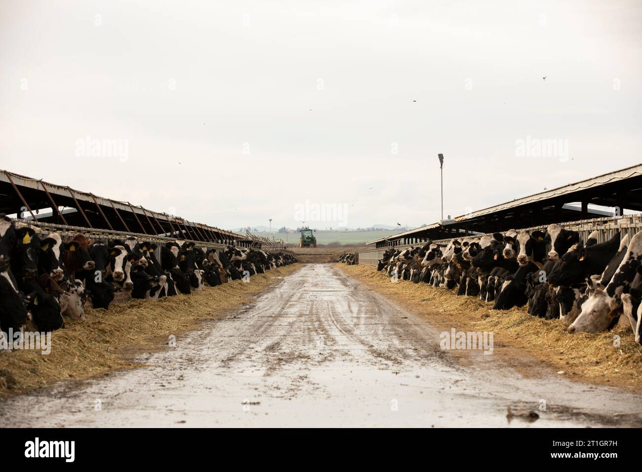 Los Banos, Kalifornien, USA - 3. Januar 2023: Bewölkte Wintersonne scheint auf einer Kuhfarm im zentralen Tal. Stockfoto