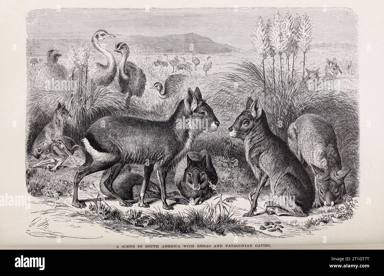 Rheas und patagonische Höhlen, Illustration des 19. Jahrhunderts Stockfoto