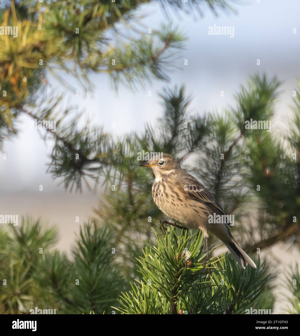 Eine amerikanische Pipit in einer Fichte Stockfoto