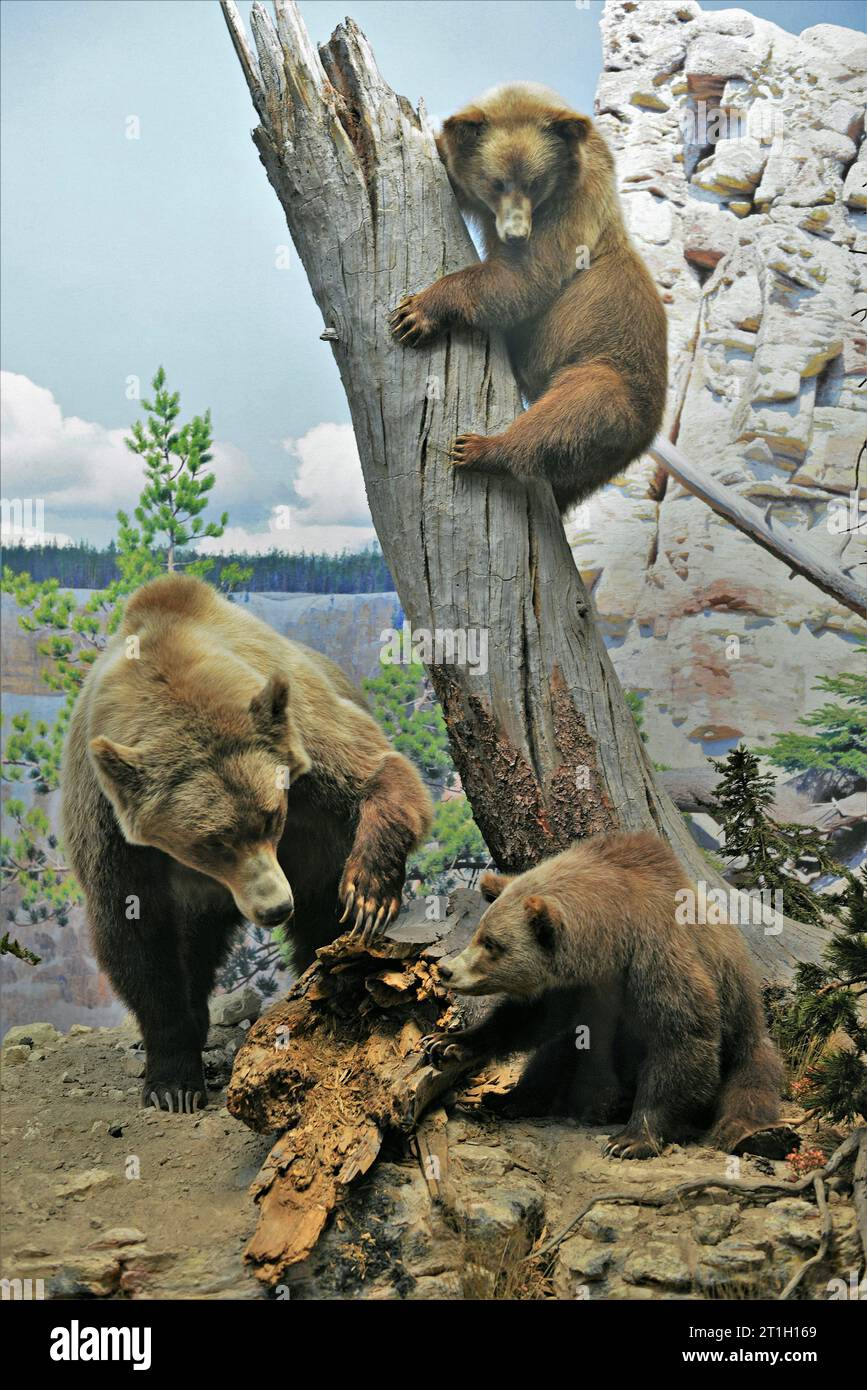 American Museum of Natural History, Manhattan, New York, USA Stockfoto