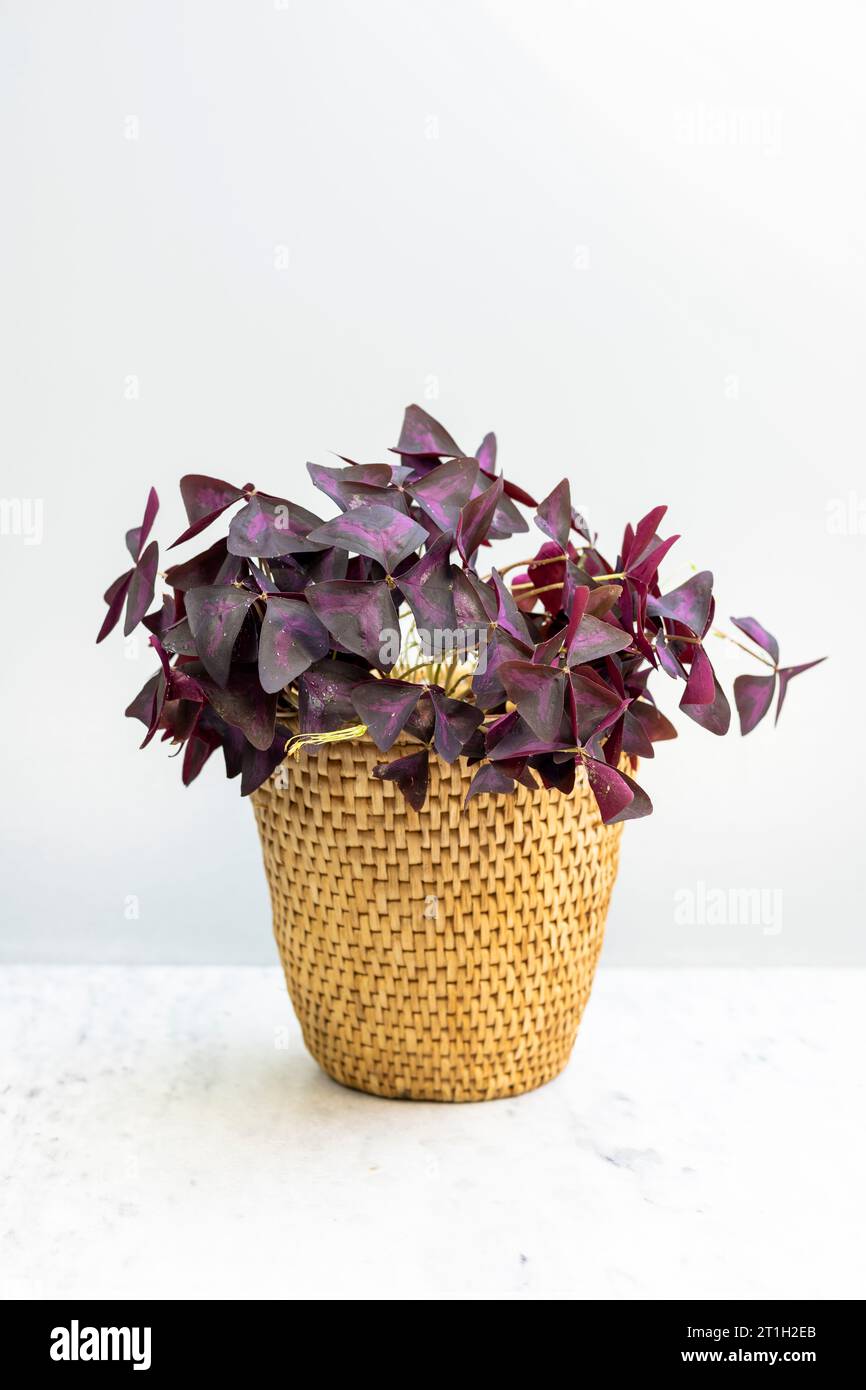 Oxalis triangularis oder Purple Shamrock isoliert auf weißem Hintergrund Stockfoto