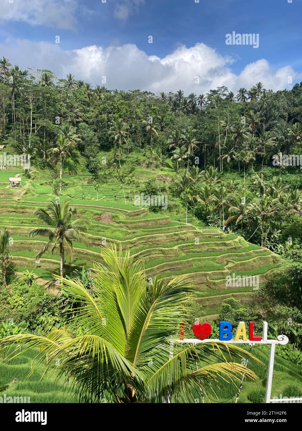 Bali, Indonesien. Oktober 2022. Die berühmten Reisfelder von Tegallalang, vor dem Schriftzug „I love Bali“. Bali erhebt ab dem 14. Februar 2024 eine Touristengebühr. Dies führt zu vielen Diskussionen. (An dpa: 'Probleme im Paradies: Touristensteuer auf Bali beginnt im Februar') Credit: Carola Frentzen/dpa/Alamy Live News Stockfoto