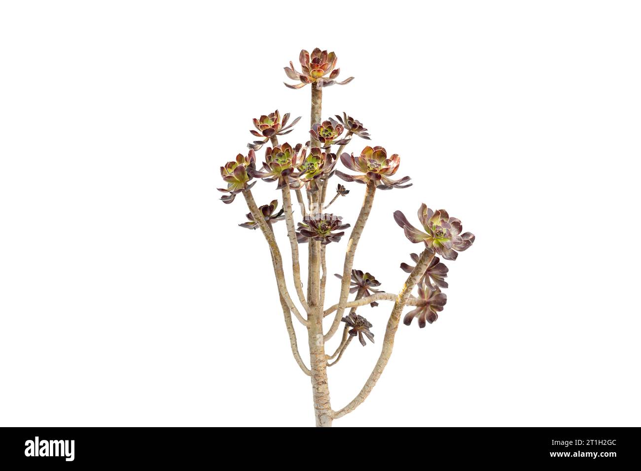 Aeonium arboreum Baum irische Rose Sukkulent isoliert auf weißem Hintergrund Stockfoto