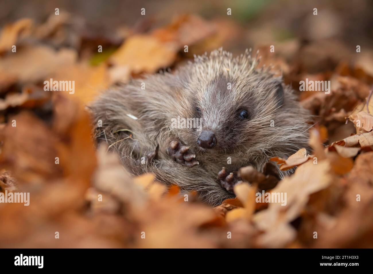 Europäischer Igel (Erinaceus europaeus) erwachsen unter herabfallenden Herbstblättern in einem Garten, Suffolk, England, Vereinigtes Königreich Stockfoto Europäischer Igel (Erinaceus europaeus) erwachsen unter herabfallenden Herbstblättern in einem Garten, Suffolk, England, Vereinigtes Königreich Stockfoto