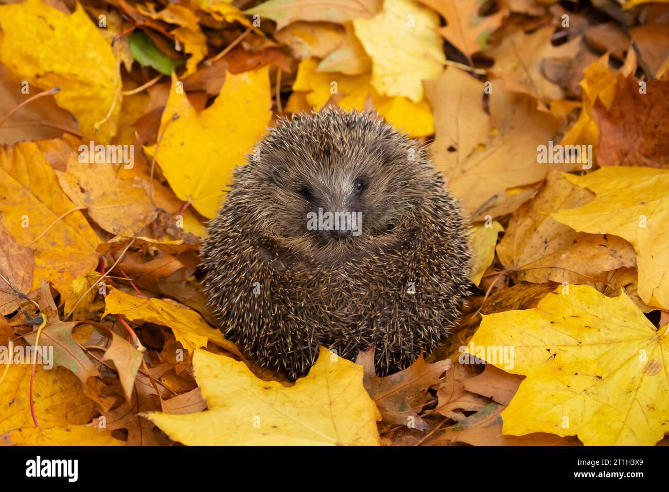 Europäischer Igel (Erinaceus europaeus) erwachsen unter herabfallenden Herbstblättern in einem Garten, Suffolk, England, Vereinigtes Königreich Stockfoto Europäischer Igel (Erinaceus europaeus) erwachsen unter herabfallenden Herbstblättern in einem Garten, Suffolk, England, Vereinigtes Königreich Stockfoto
