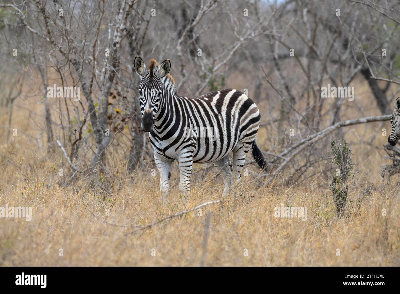 Plains Zebra (Equus quagga), Ngala Private Game Reserve, Timbavati Region, Limpopo Province, Südafrika Stockfoto