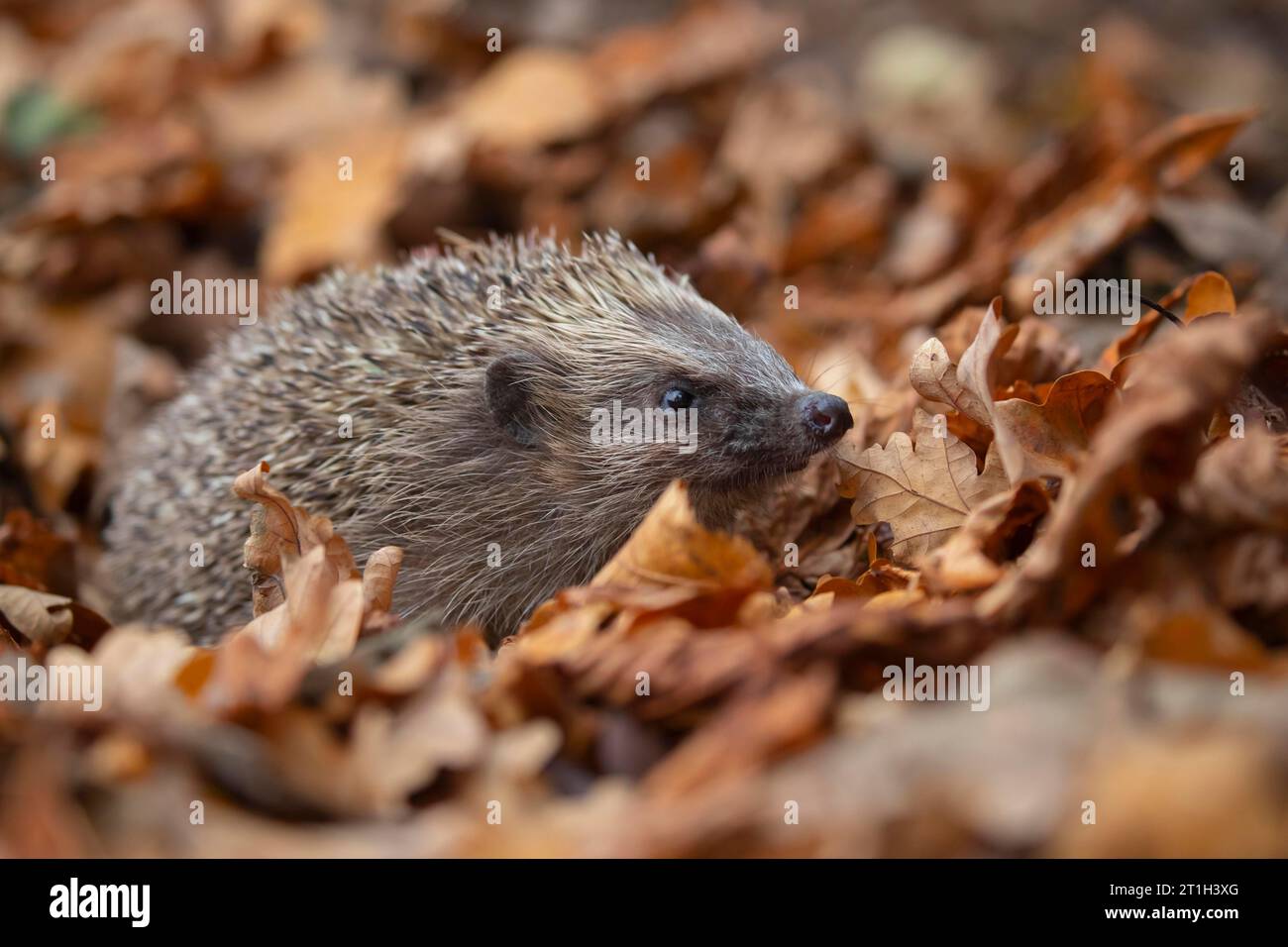 Europäischer Igel (Erinaceus europaeus) erwachsen unter herabfallenden Herbstblättern in einem Garten, Suffolk, England, Vereinigtes Königreich Stockfoto Europäischer Igel (Erinaceus europaeus) erwachsen unter herabfallenden Herbstblättern in einem Garten, Suffolk, England, Vereinigtes Königreich Stockfoto