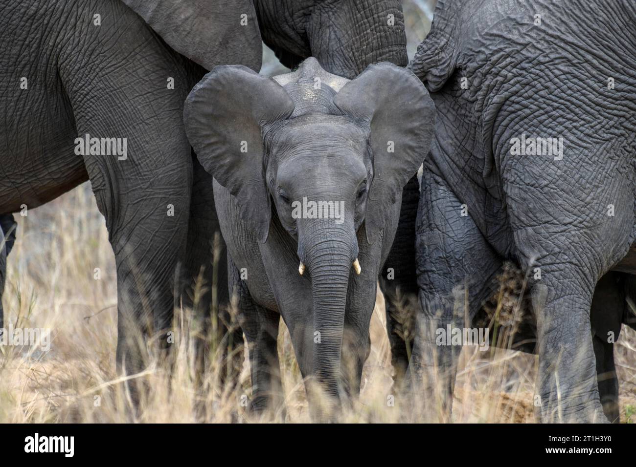 Afrikanischer Elefant (Loxodonta africana), jung, Ngala Private Game Reserve, Region Timbavati, Provinz Limpopo, Südafrika Stockfoto