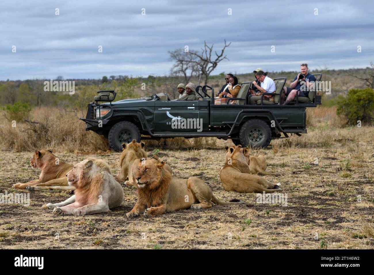 Touristen beobachten Löwen (Panthera leo) des Birmingham Stolzes, weiße und braune Tiere, Ngala Private Game Reserve, Timbavati Region, Limpopo Stockfoto