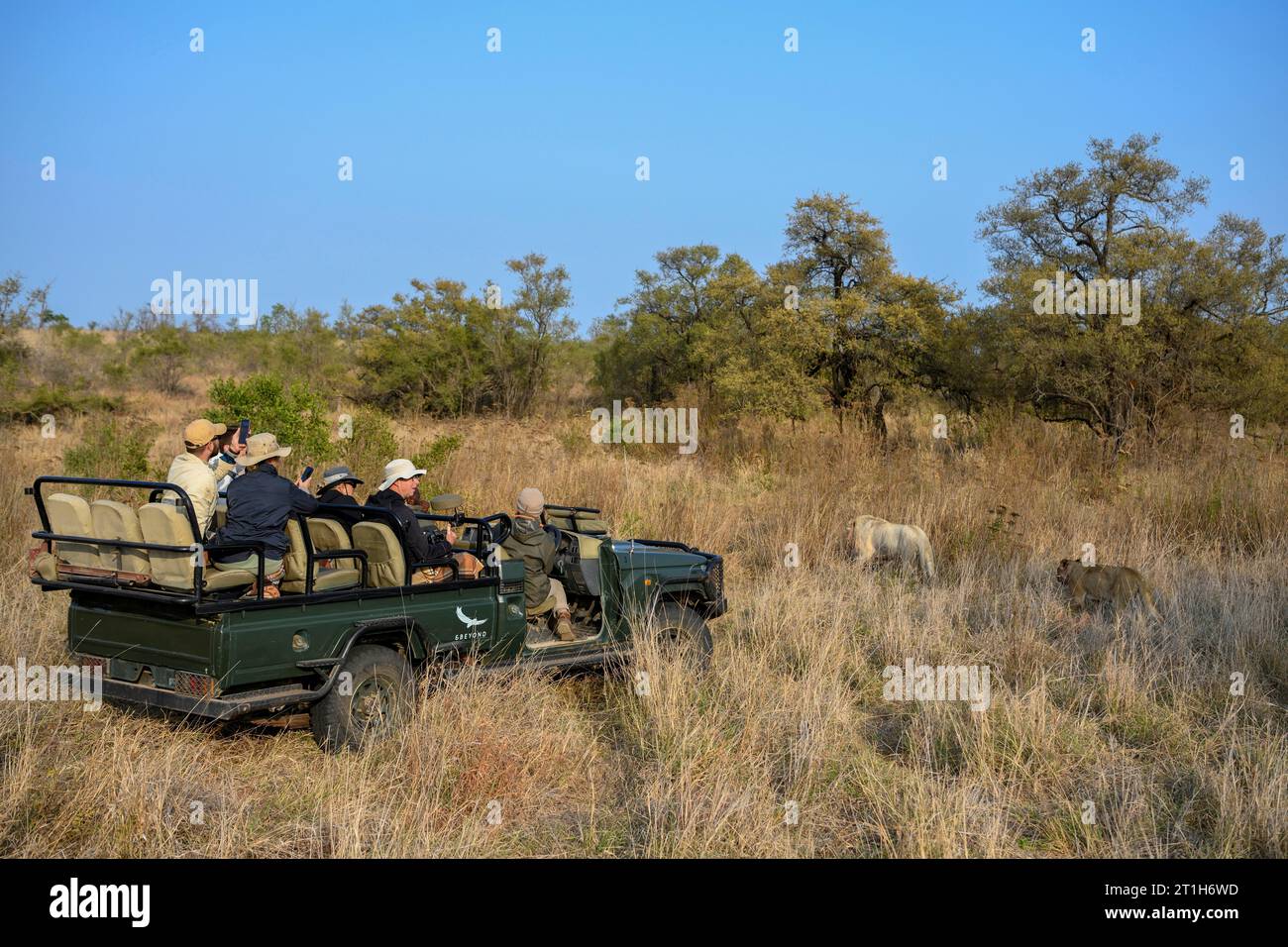 Touristen beobachten einen Löwenstolz mit zwei weißen Löwen, Birmingham Pride, Ngala Private Game Reserve, Timbavati Region, Limpopo Province, Südafrika Stockfoto