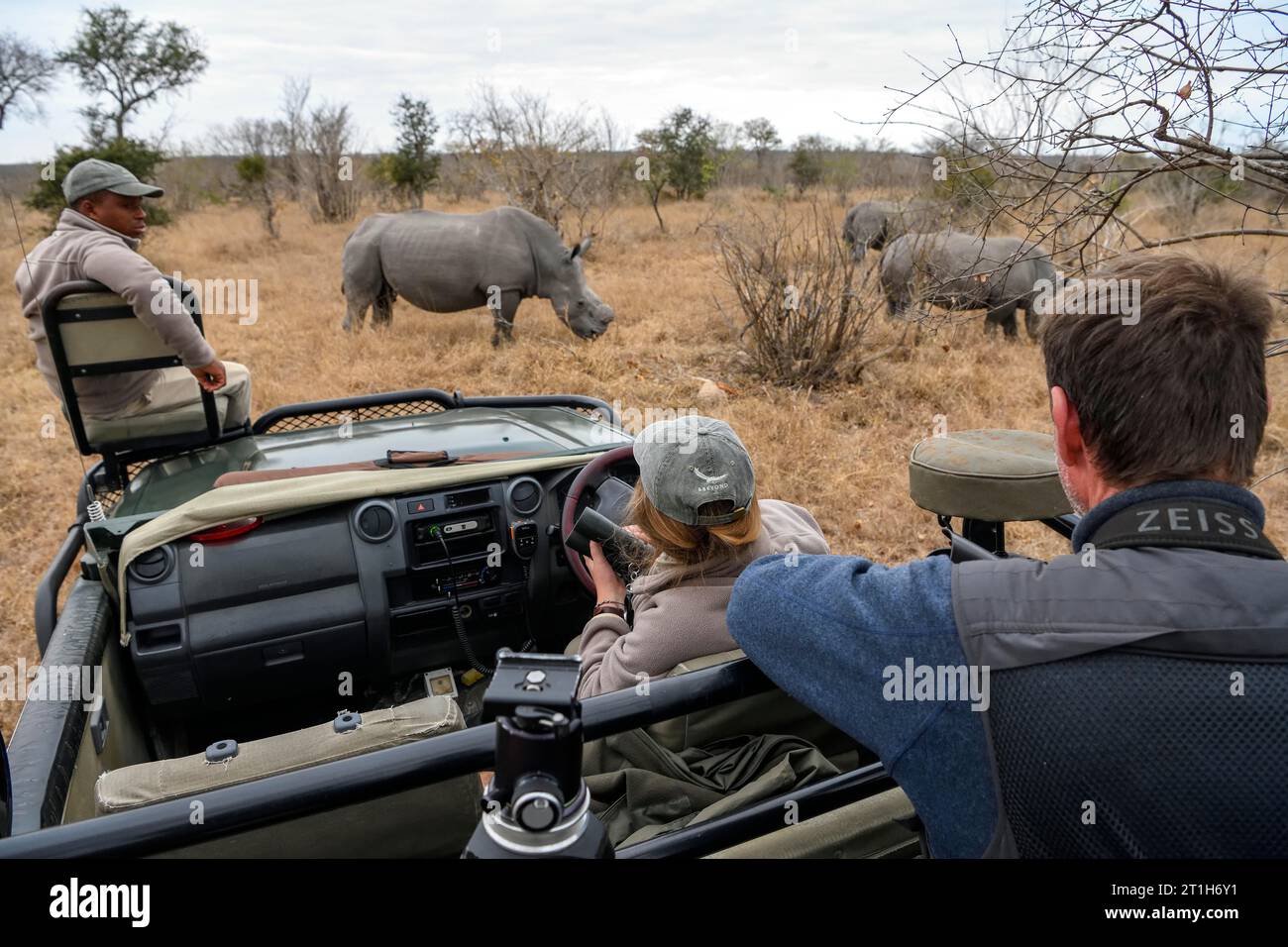 Touristen beobachten weiße Nashörner (Ceratotherium simum), Ngala Private Game Reserve, Timbavati Region, Limpopo Provinz, Südafrika Stockfoto