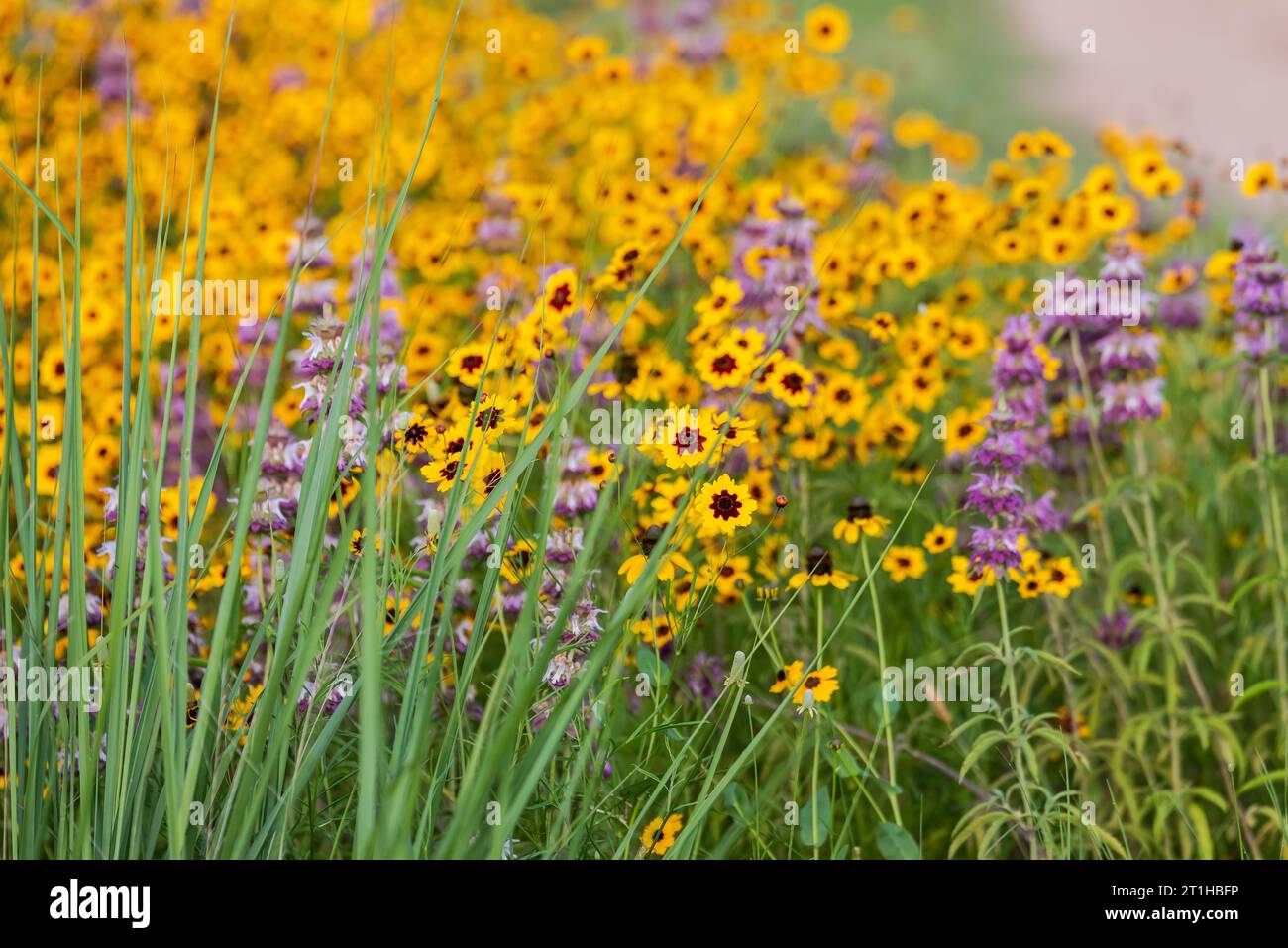 Einheimische Wildblumen mit gelben, lila und grünen Farben in einem Park in der Nähe eines Sees im Frühling in Austin, Texas America, USA Stockfoto