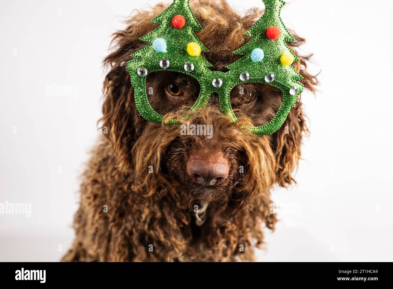 Nahaufnahme eines Hundes mit weihnachtsbrille isoliert auf weißem Hintergrund Stockfoto