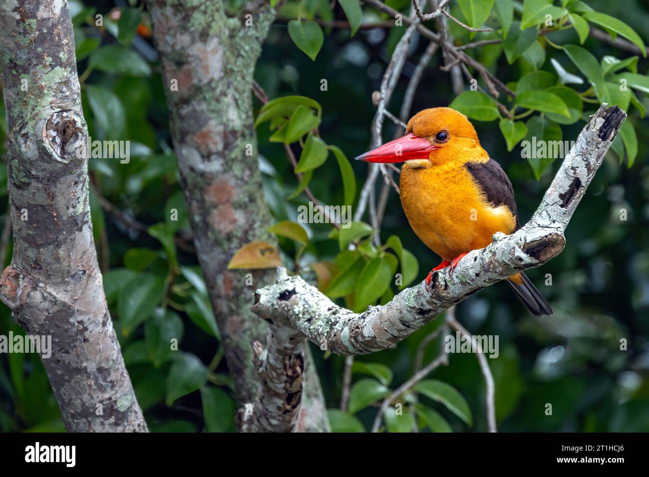 Braunflügeliger Eisvogel (Pelargopsis amauroptera) ist ein grober großer orangenvogel mit einem übergroßen Kopf und einem scharlachroten Dolch eines Scheins. Stockfoto
