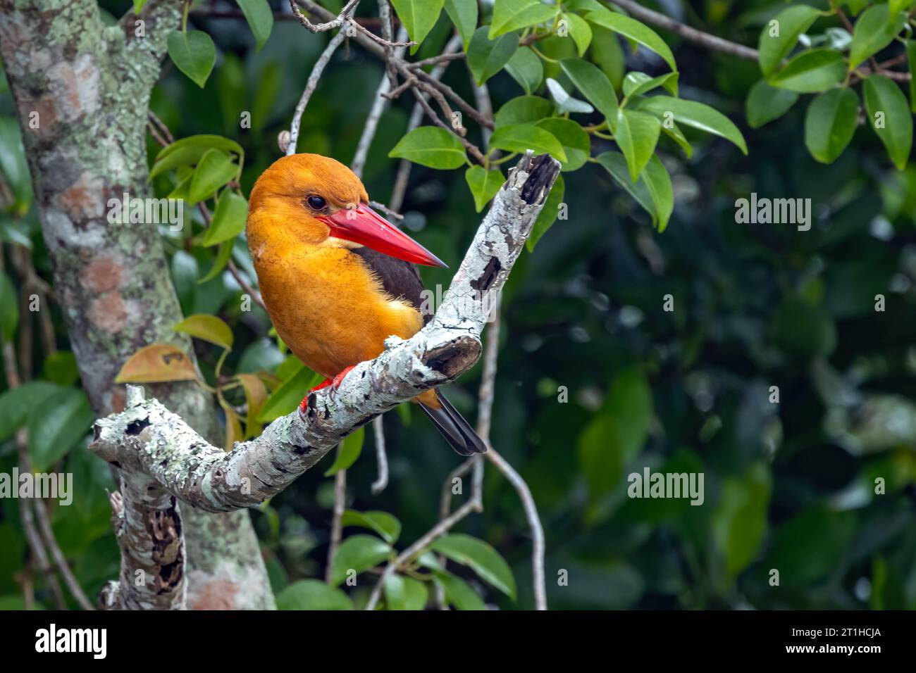 Braunflügeliger Eisvogel (Pelargopsis amauroptera) ist ein grober großer orangenvogel mit einem übergroßen Kopf und einem scharlachroten Dolch eines Scheins. Stockfoto