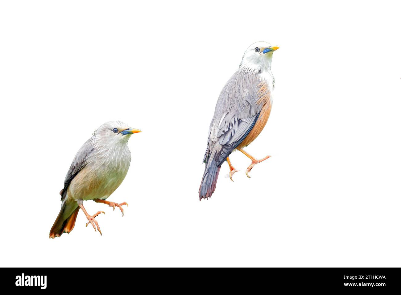 Malabar Starling, auch bekannt als der Blyth's Starling (Sturnia blythii), ist ein hell gefärbter Star mit einem glatten „seidigen“ Aussehen. Männlich hat einen SHA Stockfoto