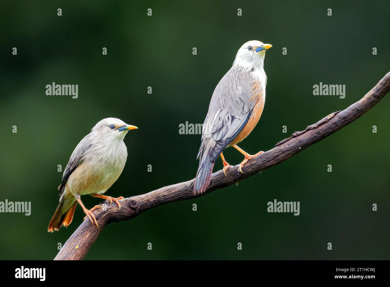 Malabar Starling, auch bekannt als der Blyth's Starling (Sturnia blythii), ist ein hell gefärbter Star mit einem glatten „seidigen“ Aussehen. Stockfoto