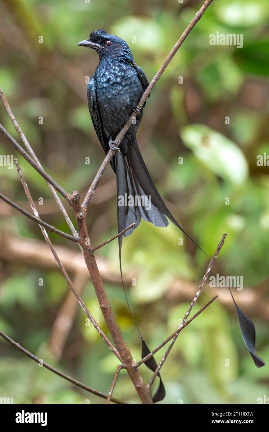 Dicrurus paradiseus (Dicrurus paradiseus) ist ein großer schwarzer Drongo mit einem gekerbten Schwanz und langen, racketartigen äußeren Schwanzbändern. Stockfoto