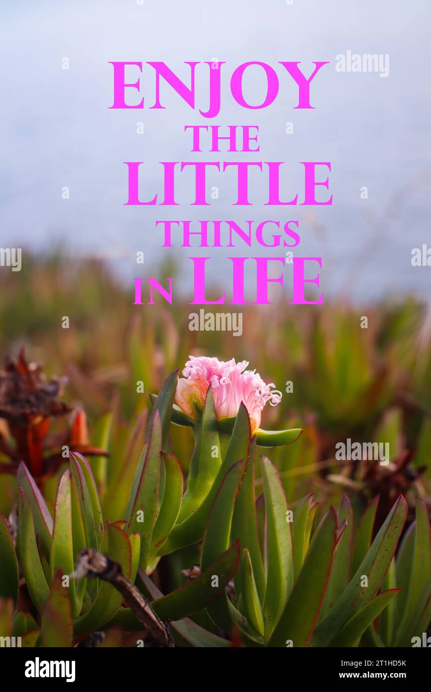 Zitat. Motivierende und inspirierende Zitate – genießen Sie die kleinen Dinge im Leben. Stockfoto