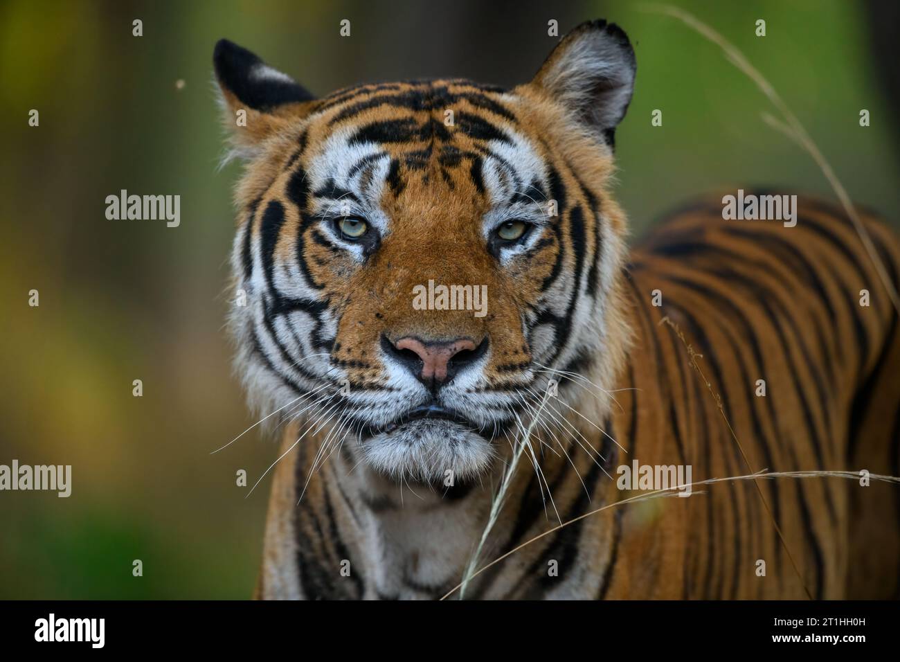 Frontales Porträt eines männlichen Tigers, isoliert von grünem Hintergrund Stockfoto