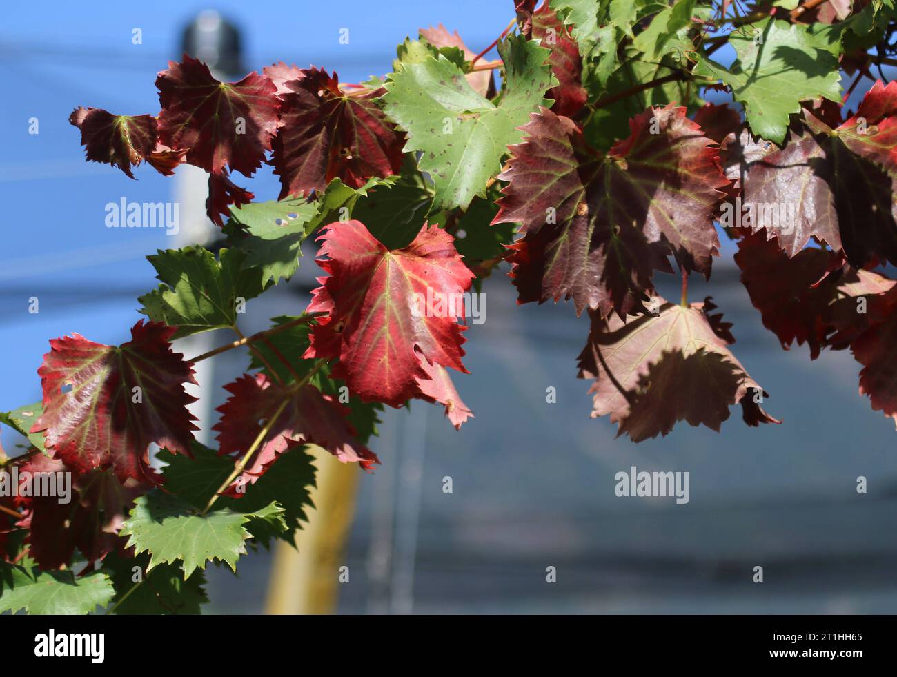 Italien, Südtirol 11. Oktober 2023 hier der Blick auf Laub, Weinlaub, Färbung, rot, grün, Herbst, herbstlich *** Italien, Südtirol 11 Oktober 2023 hier der Blick auf Laub, Weinblätter, Färbung, rot, grün, Herbst, Herbst Credit: Imago/Alamy Live News Stockfoto Italien, Südtirol 11. Oktober 2023 hier der Blick auf Laub, Weinlaub, Färbung, rot, grün, Herbst, herbstlich *** Italien, Südtirol 11 Oktober 2023 hier der Blick auf Laub, Weinblätter, Färbung, rot, grün, Herbst, Herbst Credit: Imago/Alamy Live News Stockfoto