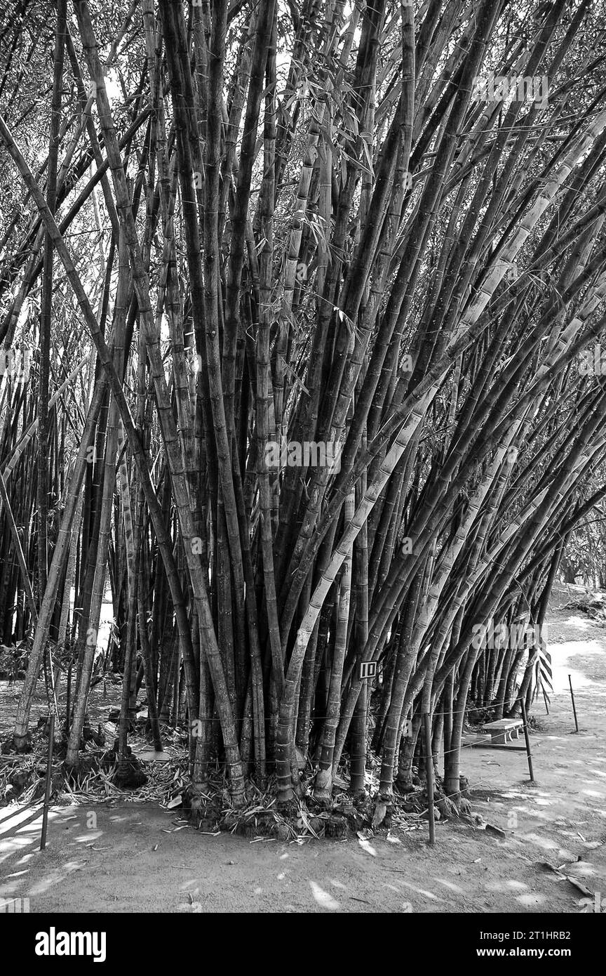 Fotos von tropischen Bäumen, Bambus Stockfoto