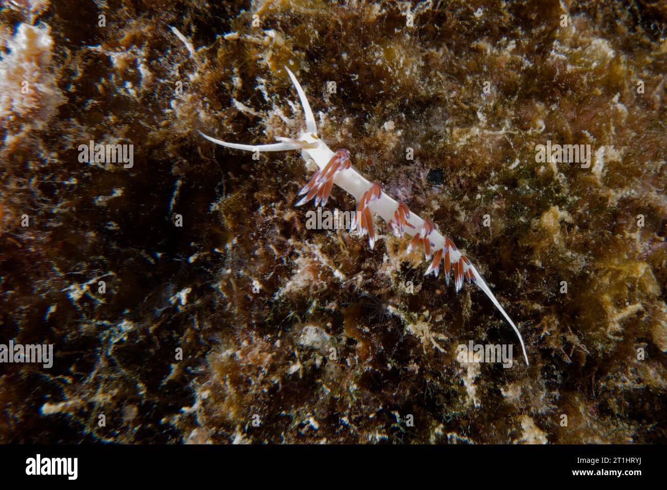 Hervia (Cratena peregrina) Stockfoto