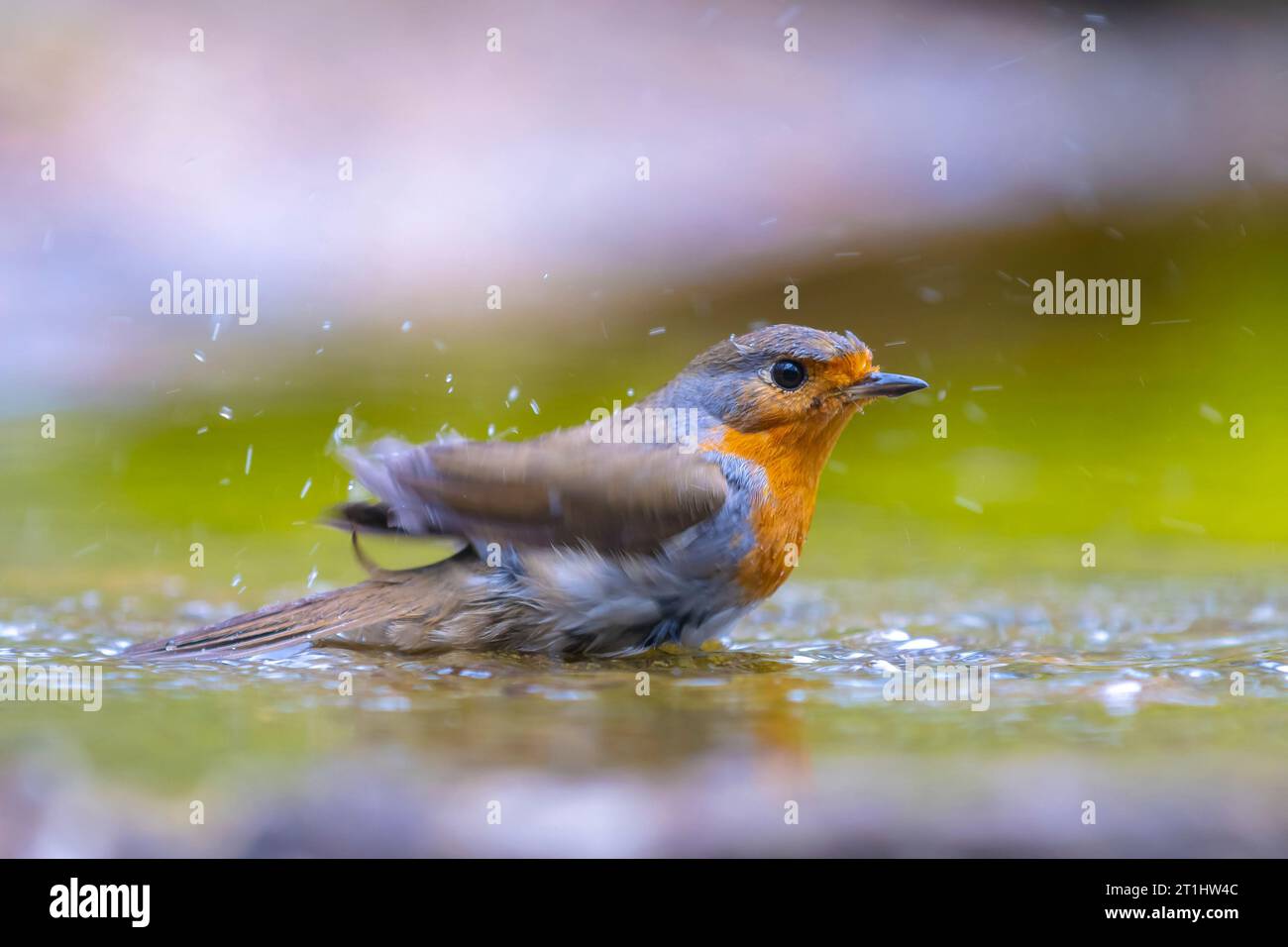 European Robin Erithacus rubecula Bird cleaning in Water Stockfoto