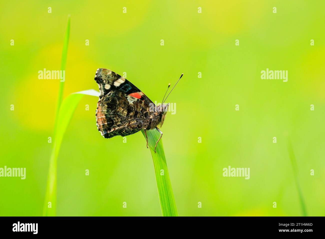 Nahaufnahme eines roten Admiral-Schmetterlings, Vanessa atalanta, ruht auf einem Stiel im Grasland. Stockfoto