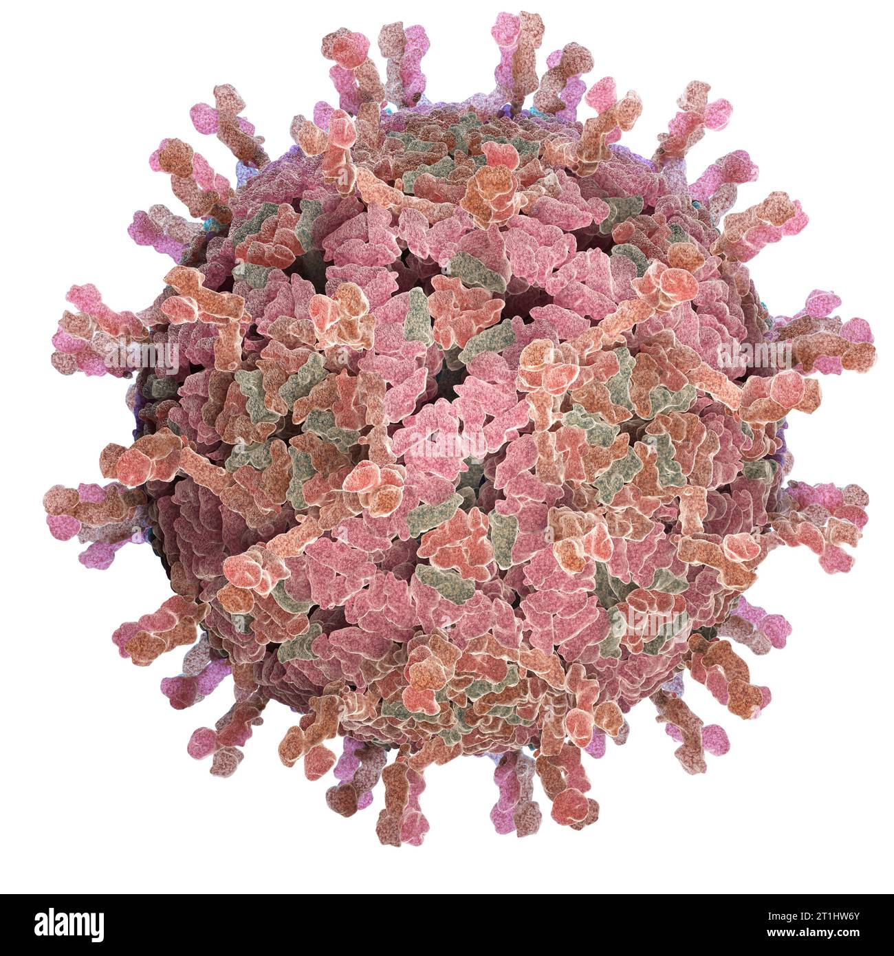 Rotavirus ist ein sehr ansteckendes Virus, das Durchfall verursacht. Isoliert auf weiß. 3D-Abbildung Stockfoto