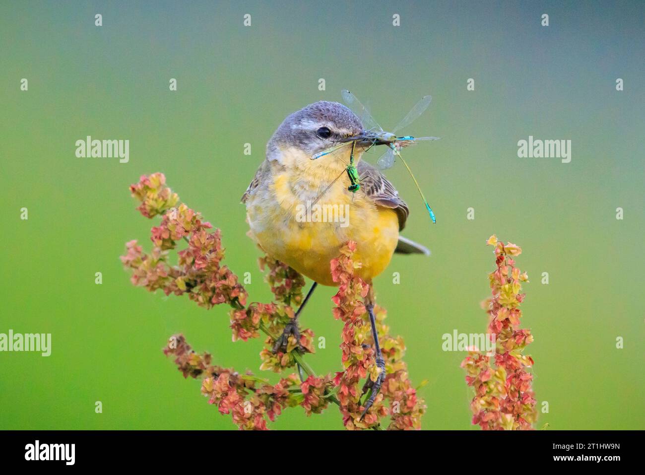 Nahaufnahme eines Jagdvogels aus Westernholz Motacilla flava mit Beute im Schnabel. Stockfoto