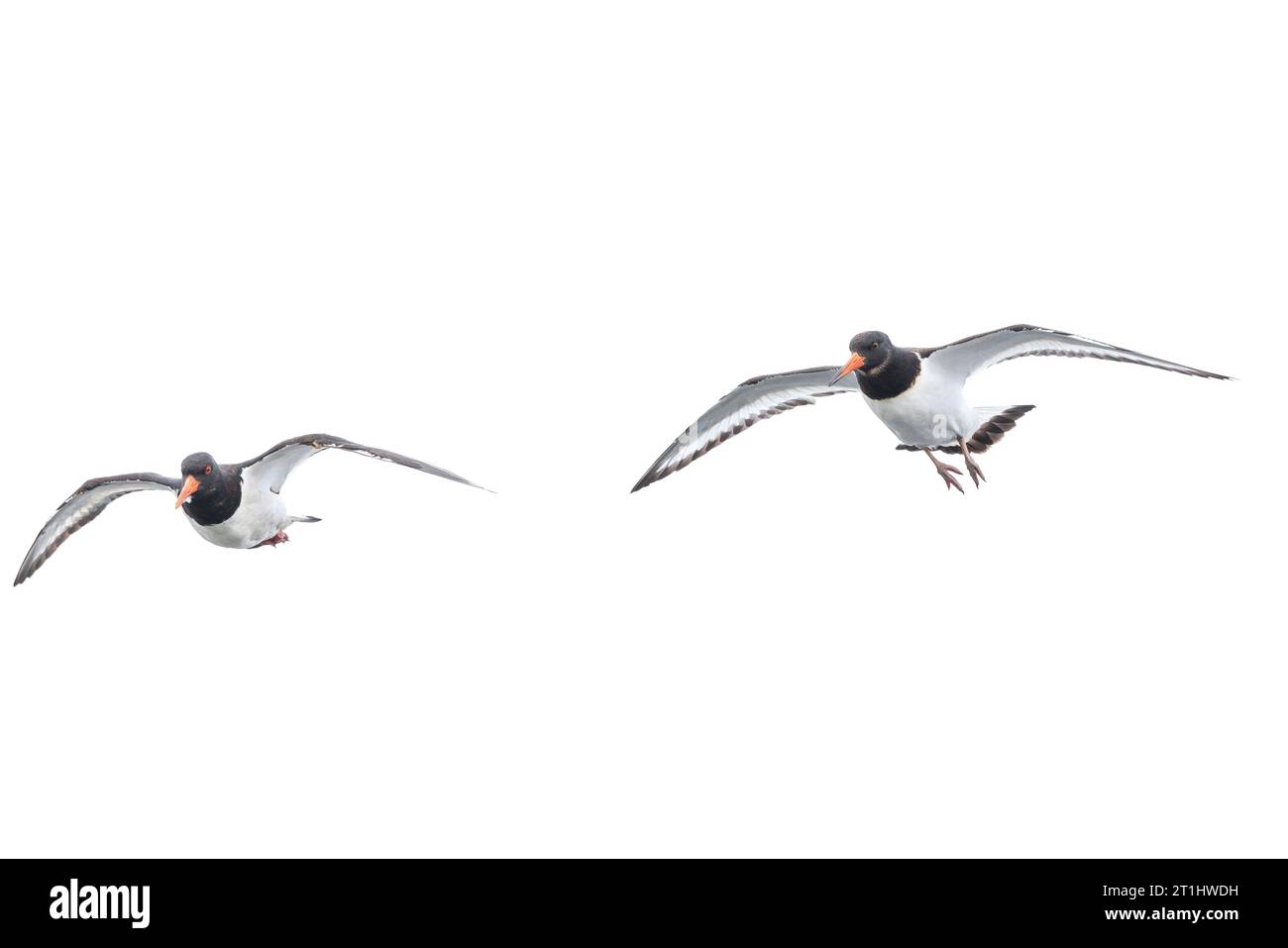 Closeupeines eurasischen Oystercatcher-Watvogels, Haematopus ostralegus, im Flug Stockfoto