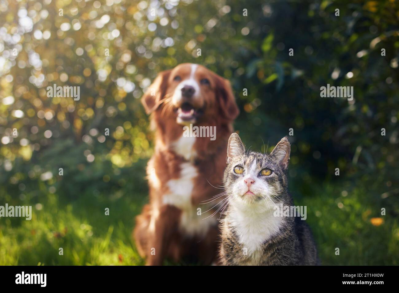 Katze und Hund sitzen zusammen im Gras an sonnigen Tagen. Freundschaft zwischen Tabby Hauskatze und Nova Scotia Duck Tolling Retriever. Stockfoto