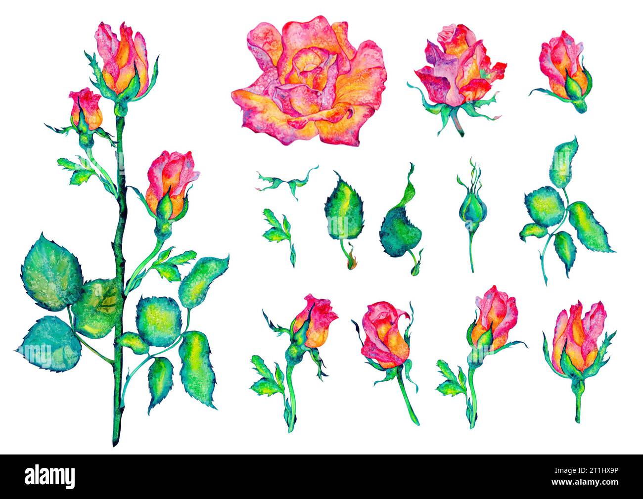 Rosafarbene Blumen. Rosen, Knospen und Blätter auf weißem Hintergrund, Aquarellillustration, Blumenclipart Stockfoto