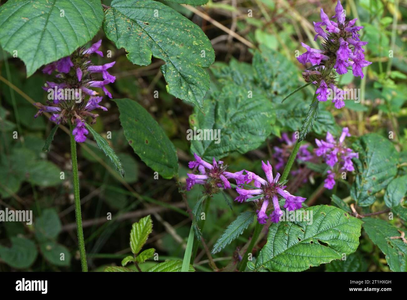 Betony, britische Wildblume, im Wald von Derbyshire. Moderne Kräuterforscher verschreiben Betonie zur Behandlung von Angst, Gallensteinen, Sodbrennen, Bluthochdruck. Stockfoto