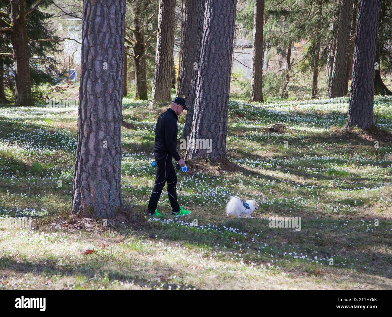 MANN MIT SEINEM HUND im Frühjahr mit der Holzanemone in voller Blüte Stockfoto