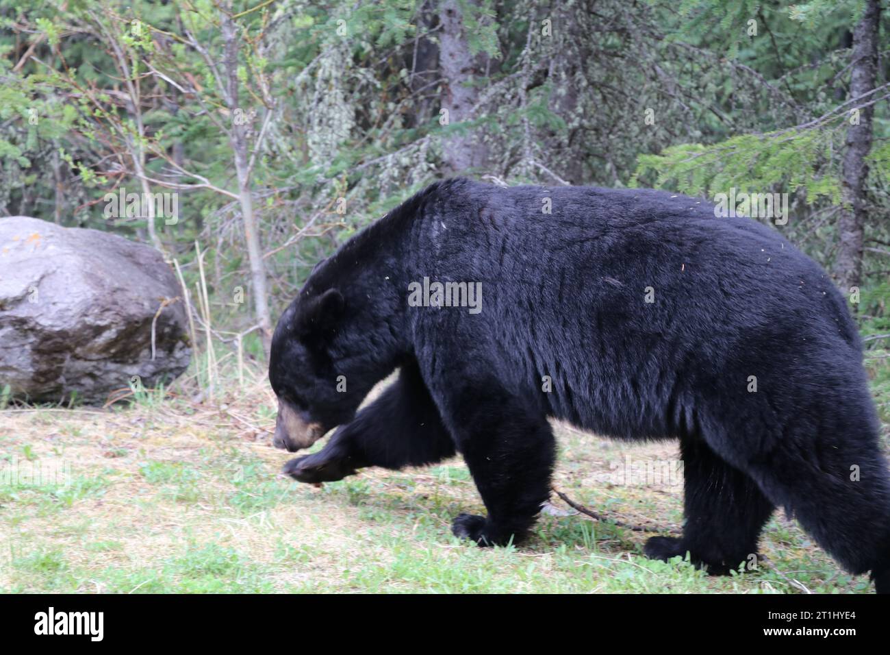 Black Bear (Ursus americanus) in der Nähe von Whirlpool Point, Kootenay Plains, Bighorn Wildland, Alberta, Kanada. Stockfoto