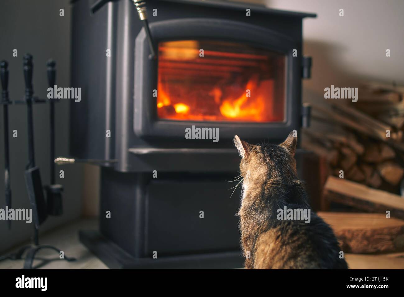 Rückansicht einer Hauskatze, die zu Hause auf brennendes Holz im Herd blickt. Stockfoto