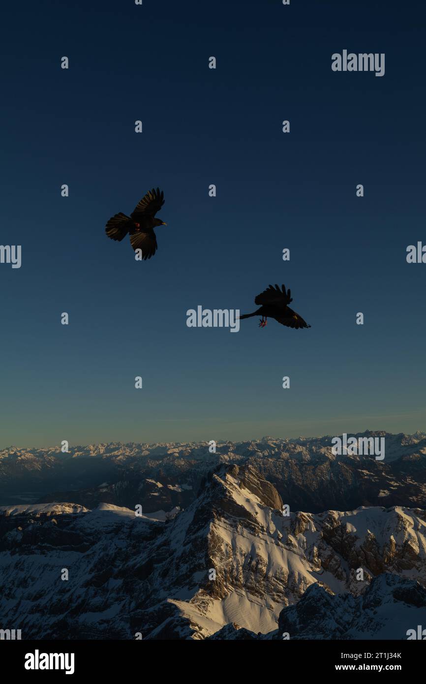 Herrliche Winterlandschaft bei Sonnenuntergang mit Blick von den Allgauer Alpen über den Bregenzer Wald in Österreich bis zum Saentis in der Schweiz Stockfoto