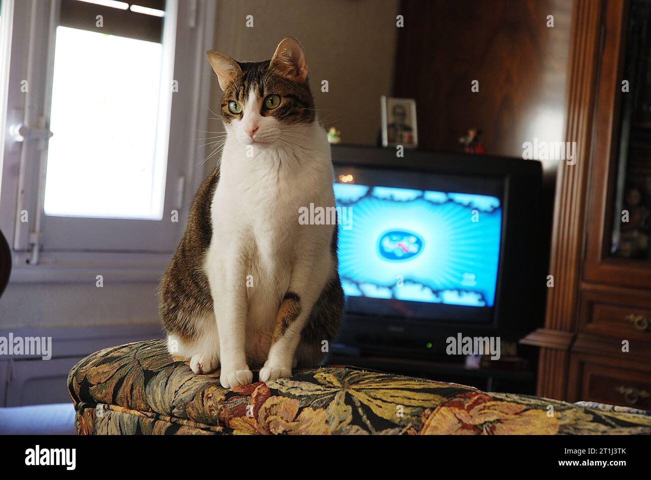 Tabby und weiße Katze zu Hause. Stockfoto