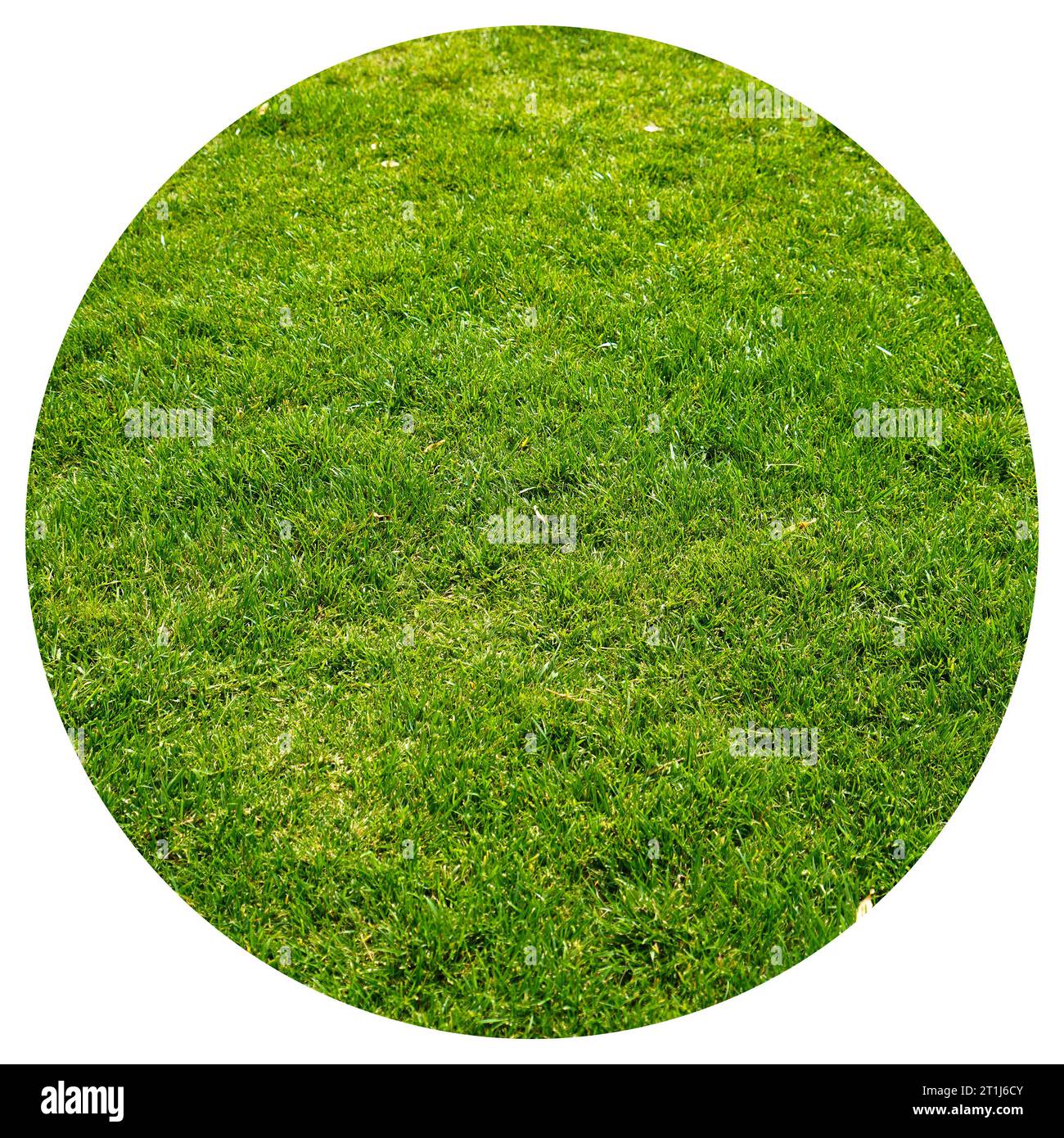 Grünes Gras Natur Hintergrund, natürliche Textur der Pflanze in Nahaufnahme, grünen Rasen Muster und Textur Hintergrund Stockfoto
