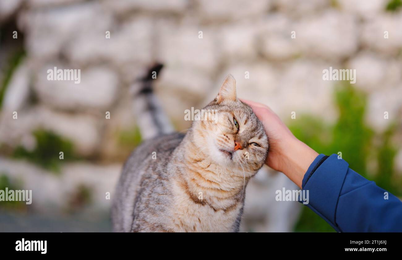 Cats of Turkey, kleiner Ferienort Side mit antiken griechischen Ruinen. Weibliche Touristen streicheln streunende Katze auf der Straße über Sonnenuntergang im Frühling oder Herbst Stockfoto