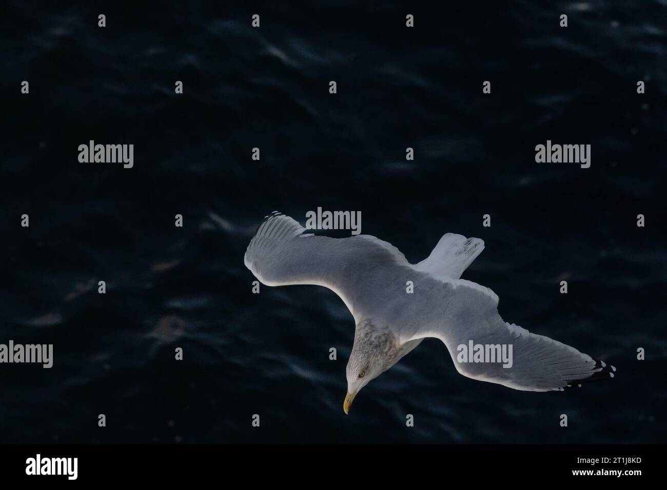 möwen fliegen über die Nordsee Stockfoto