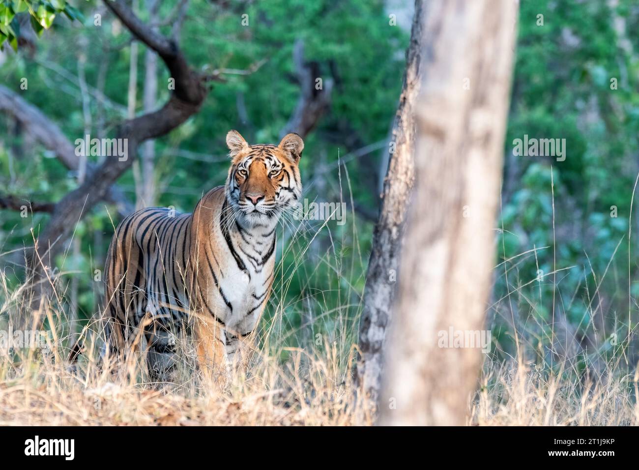 Ein dominanter Tiger erkundet sein Gebiet an einem heißen Sommernachmittag durch die Überquerung der Safaripiste im Dschungel des Pench National Park Stockfoto