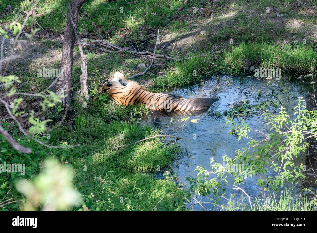 Eine dominante Tigerin, die an einem heißen Sommernachmittag im Dschungel des Pench National Park bei einer Wildtiersafari in der Nähe eines Wasserlochs schläft Stockfoto