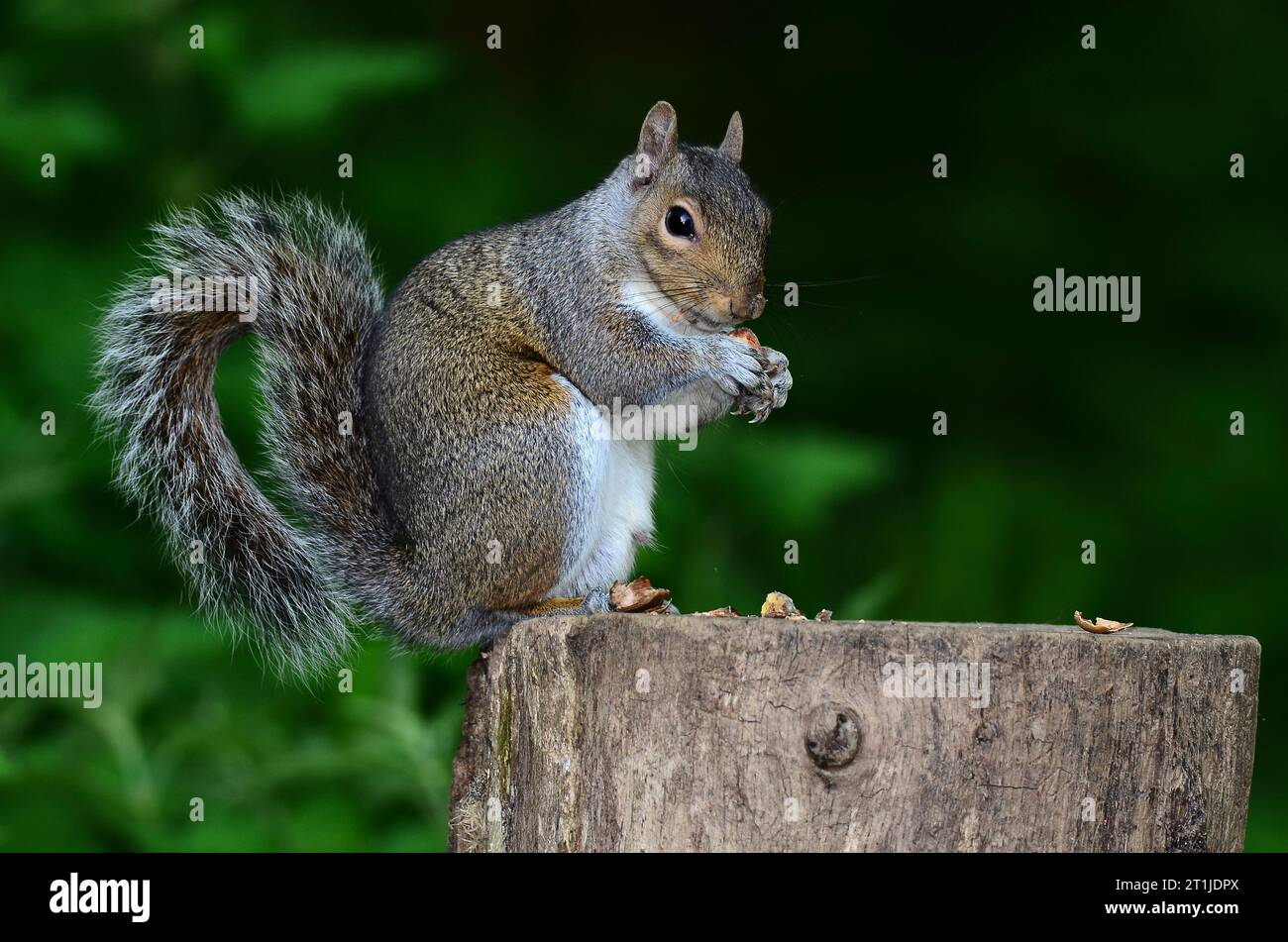 Grauhörnchen Fütterung auf Baumstumpf Stockfoto