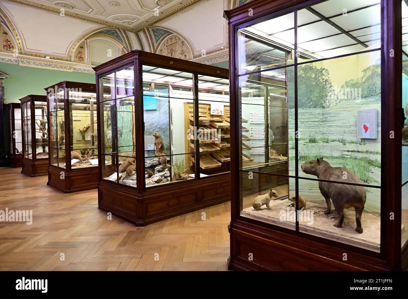 Wien, Österreich. Die Entwicklung der Säugetiere im Naturhistorischen Museum Wien Stockfoto